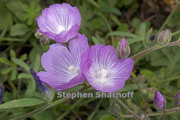 idalcea asprella ssp asprella 3 graphic